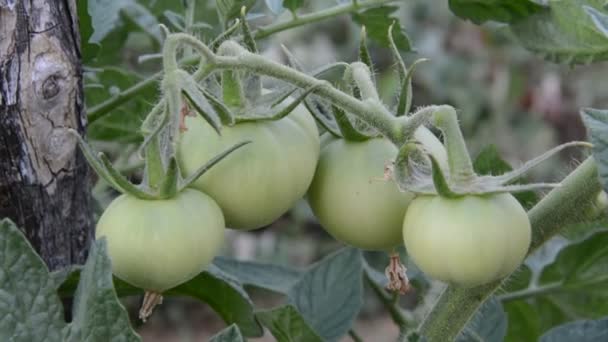 Tomate en el jardín — Vídeos de Stock