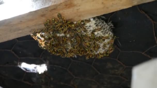 Wasp in het nest — Stockvideo