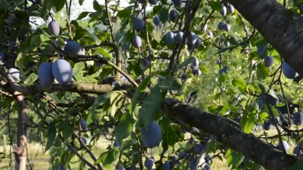 Frutta di prugna su un albero — Video Stock