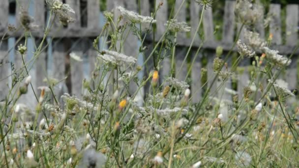 Висока трава і дикі квіти — стокове відео