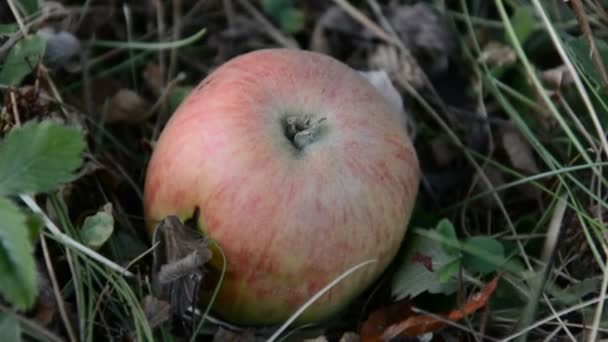 Vörös alma az almafa ágon — Stock videók