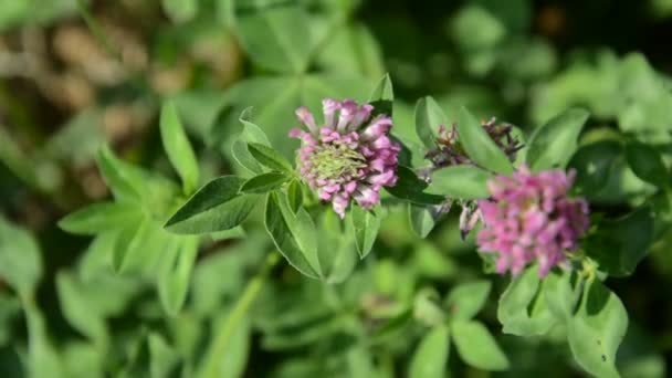 Hoog gras en wilde bloemen — Stockvideo