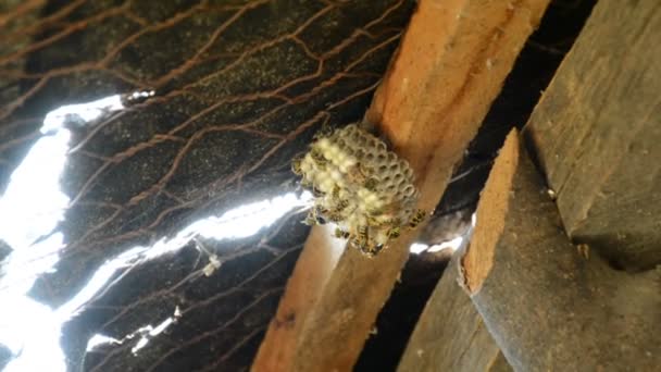 Wasp in het nest — Stockvideo