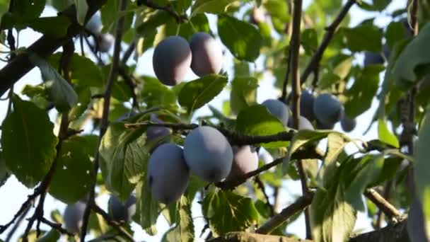 一棵树上的李子水果 — 图库视频影像