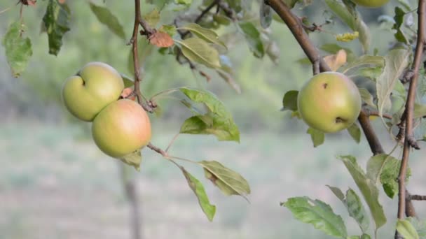Röda äpplen på äppelträd — Stockvideo