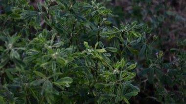 Yüksek çim ve kır çiçekleri