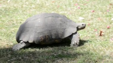 Etiyopya, Addis Ababa dev kaplumbağa