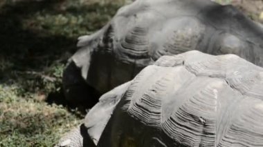 Etiyopya, Addis Ababa dev kaplumbağa