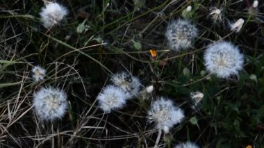 Yüksek çim ve kır çiçekleri