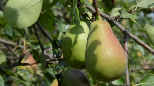 Pear fruit on the tree — Stock Video