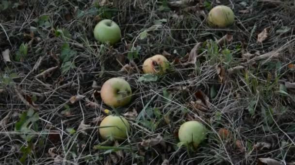 Vörös alma az almafa ágon — Stock videók