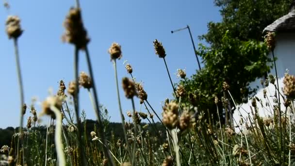 Hierba alta y flores silvestres — Vídeos de Stock