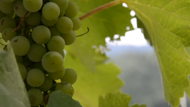 Vineyard shot during the summer day — Stock Video