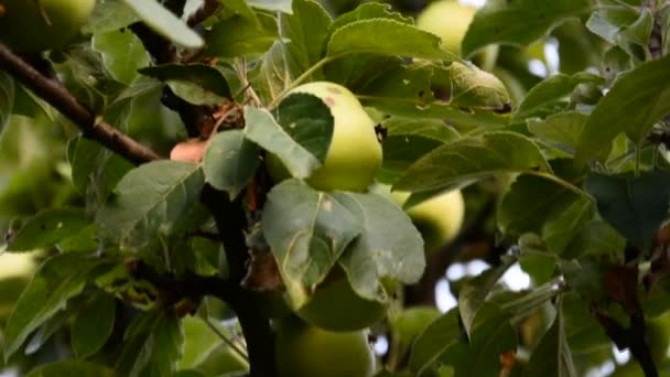 Rote Äpfel auf Ästen von Apfelbäumen — Stockvideo