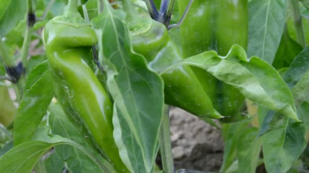 Légumes de paprika dans le jardin — Video