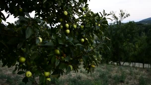 Pommes rouges sur branche de pommier — Video