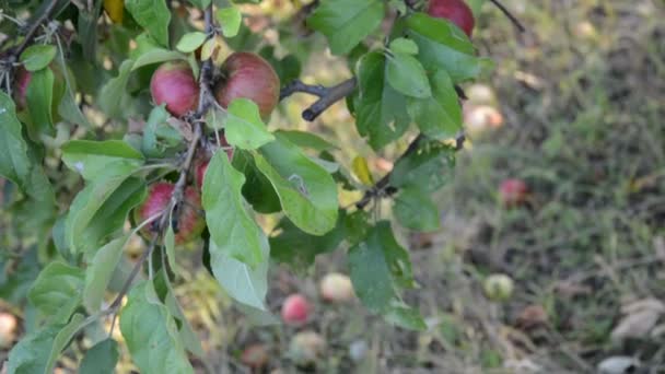 Красные яблоки на ветке яблони — стоковое видео