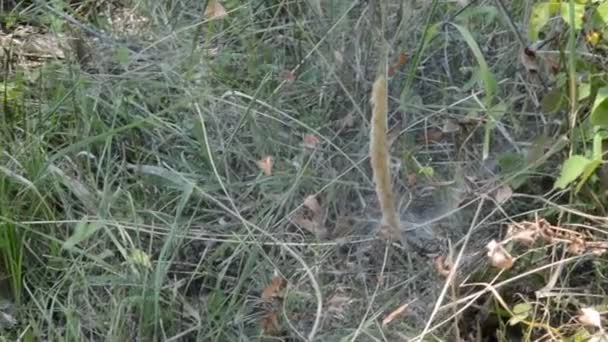 Herbe haute et fleurs sauvages 