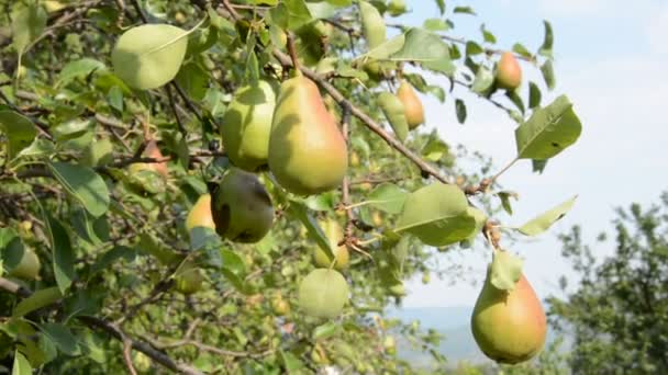 Pear fruit on the tree — Stock Video