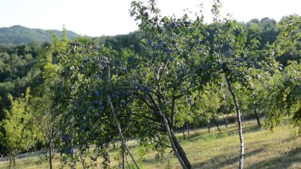 Fruits de prune sur un arbre 