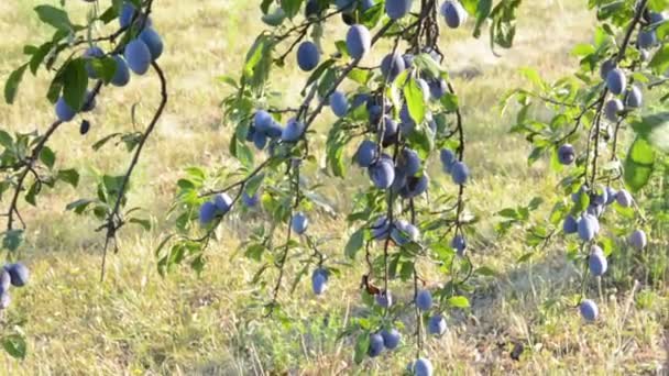 Švestka ovoce na stromě — Stock video