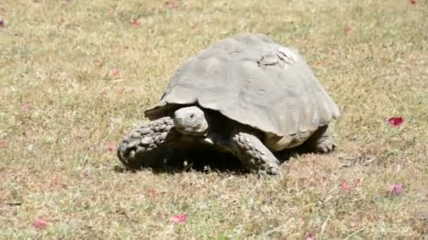Gigantische schildpad uit Ethiopië, Addis Abeba — Stockvideo