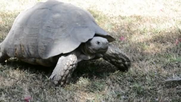 Гігантська черепаха в Ефіопії, Аддіс-Абебі — стокове відео