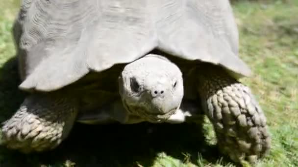 Riesenschildkröte in Äthiopien, addis ababa — Stockvideo