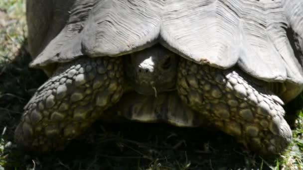 Gigantische schildpad uit Ethiopië, Addis Abeba — Stockvideo