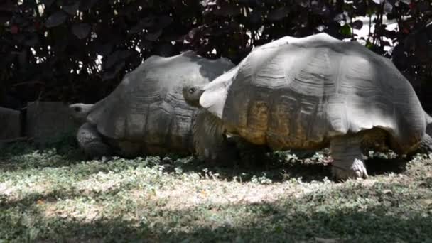 Tortuga gigante en Etiopía, Addis Abeba — Vídeo de stock