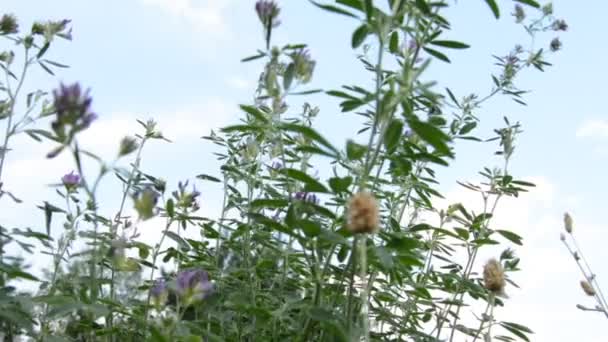 Herbe haute et fleurs sauvages — Video