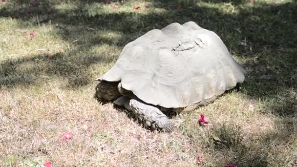 Gigantisk sköldpadda i Etiopien, Addis Abeba — Stockvideo