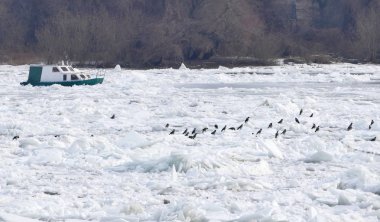 Belgrad, Sırbistan için dondurulmuş Tuna Nehri