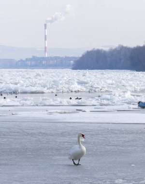 Belgrad, Sırbistan için dondurulmuş Tuna Nehri