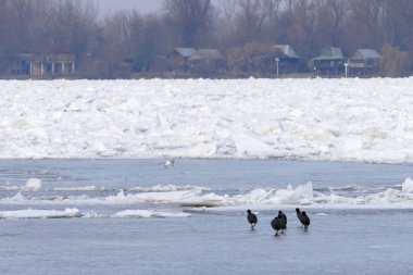 Belgrad, Sırbistan için dondurulmuş Tuna Nehri