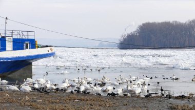 Belgrad, Sırbistan. 16th Ocak 2017: Tuna Nehri Belgrad, Sırbistan için dondurulmuş