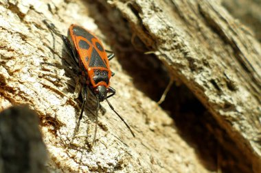 Atış ağaç makro üzerinde kırmızı begbugs