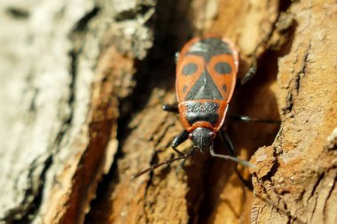 Atış ağaç makro üzerinde kırmızı begbugs
