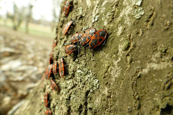 Red begbugs na árvore macro tiro — Fotografia de Stock