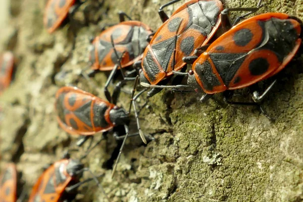 Czerwony begbugs na Zdjęcia makro drzewa — Zdjęcie stockowe