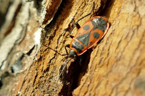 Red begbugs na árvore macro tiro — Fotografia de Stock