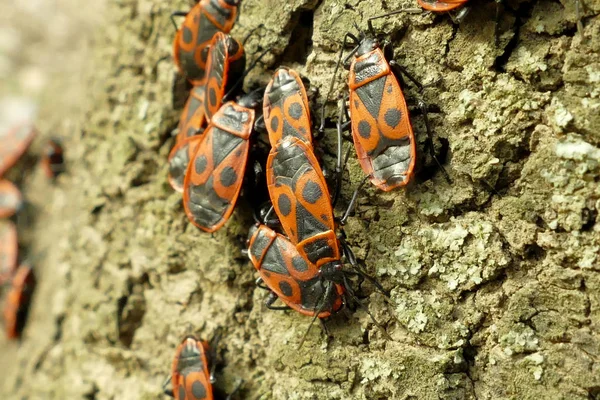 Red begbugs na árvore macro tiro — Fotografia de Stock