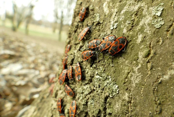Rojo begbugs en el árbol macro disparo — Foto de Stock