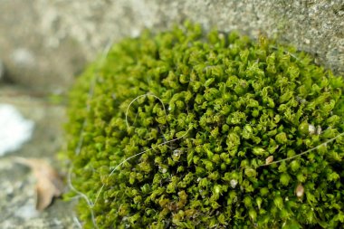 Bir ağaç makro çekim moss