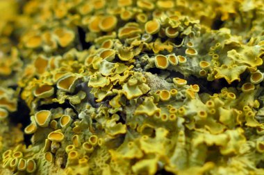 Bir ağaç makro çekim moss