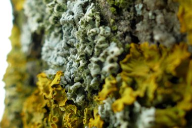 Bir ağaç makro çekim moss