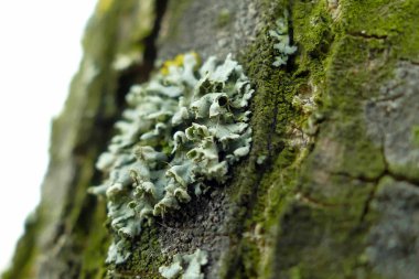 Bir ağaç makro çekim moss