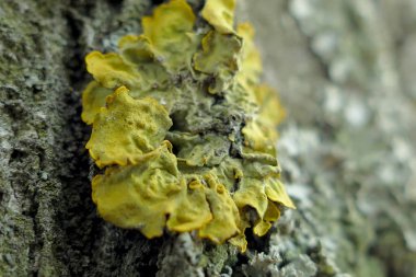 Bir ağaç makro çekim moss