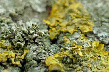 Bir ağaç makro çekim moss