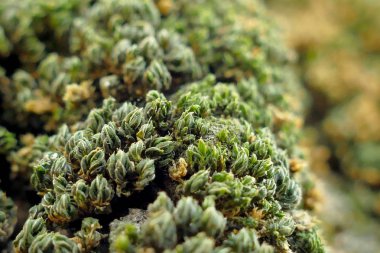 Bir ağaç makro çekim moss